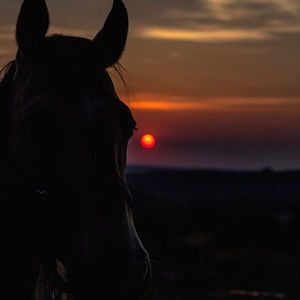 Meet your Posher, Harley